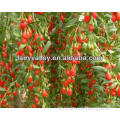 What are goji berries? Greeting from the hometown of the goji berries Ningxia goji growing base We have all goji products